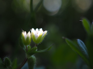 Stellaria