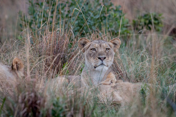 Fototapeta na wymiar Two Lions bonding in the high grass.