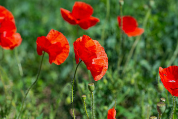 Flowers wild poppy on a sunny day on a flower meadow