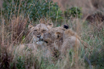 Fototapeta na wymiar Two Lions bonding in the high grass.