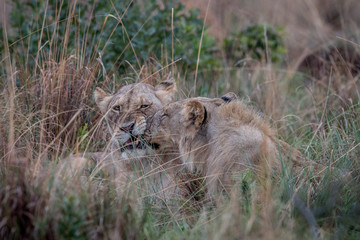 Obraz na płótnie Canvas Two Lions bonding in the high grass.