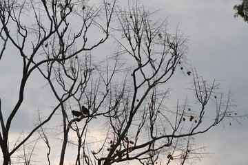 Fototapeta na wymiar Birds, Tree's and Sky