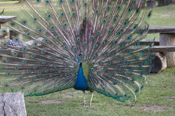 Obraz premium wild , tiere , wald 