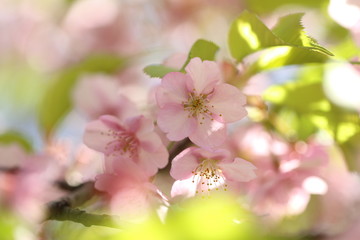 河津桜の花_カラー横