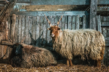 Two racka sheeps of different color patterns in rural environment