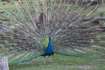 Obraz premium wild , tiere , wald 