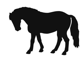 Vector sketch of a pony exterior.