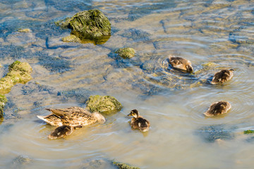 Female Mallard with Chicks in River Weibliche Stockente mit Küken in Fluss 