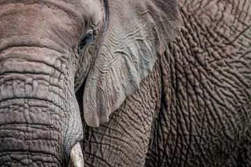 A close up of half an Elephant.