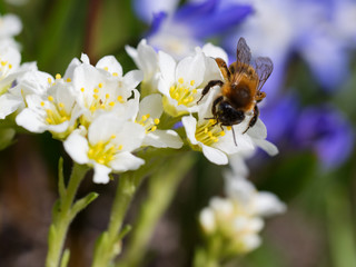 Biene Makro