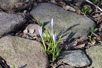 Crocus close-up, first spring flowers of lilac color