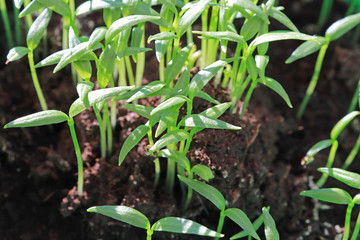 young spring green plant, gardening and vegetable garden, close-up