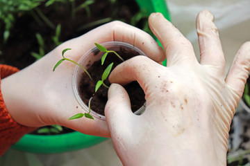 planting seedlings, gardening and vegetable garden
