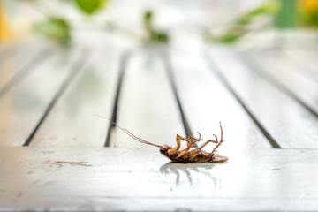 Dead cucaracha