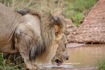 Big male Lion drinking from a small water pool.