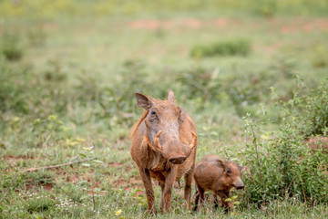 Family of Warthogs with baby piglets in the grass.