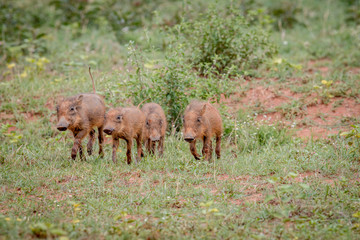 Group of baby Warthog piglets running.