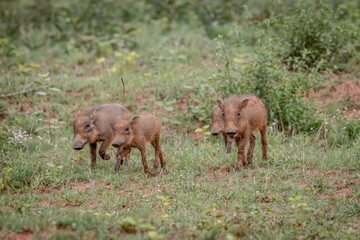 Group of baby Warthog piglets running.