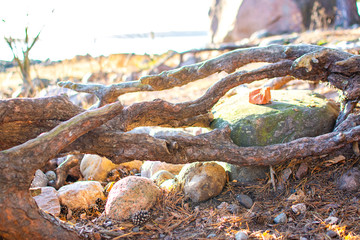 Roots, stones, dry needles and pine cones, Espoo, Finland