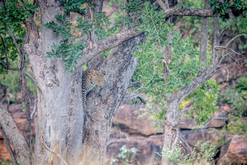 Young Leopard standing in a tree.