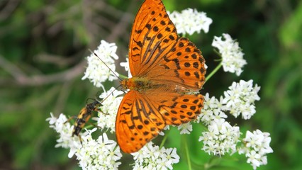 Mariposa