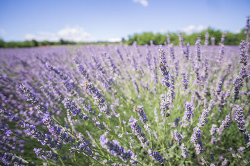 Fototapeta premium Closeup photo of lavender flowers with bees on it, in a summer time