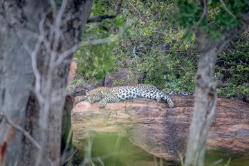 Leopard laying on a rock in Welgevonden.