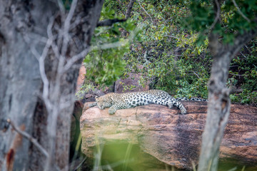 Leopard laying on a rock in Welgevonden.