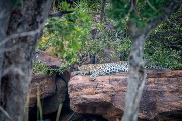 Leopard laying on a rock in Welgevonden.