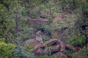 Leopard laying on a rock in Welgevonden.