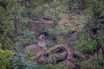 Leopard laying on a rock in Welgevonden.