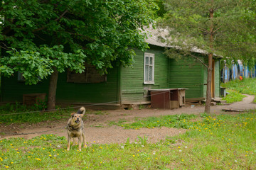 May 24, 2016: Wooden hut and tied dog on a summer day. Cheboksary. Russia