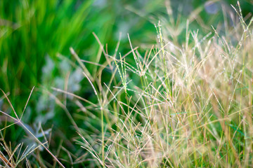 Bright grass fields with blurred background