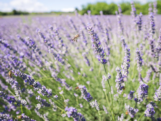Fototapeta premium Closeup photo of lavender flowers with bees on it, in a summer time