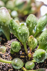 Succulent, Adromischus cooperi，succulent plants