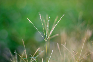 Bright grass fields with blurred background