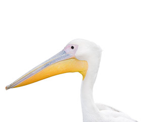 Big beautiful white pelican portrait isolated on white.