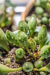 Succulent, Adromischus cooperi，succulent plants