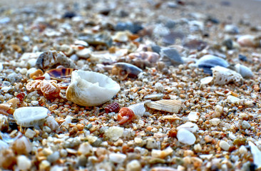 shell on the beach