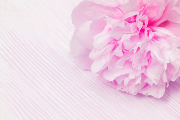 Pink peony flowers close-up, delicate petals on blurred wooden background. Soft selective focus.