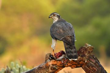 azor en la naturaleza
