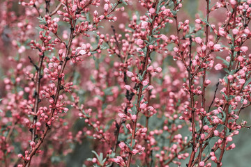 Flowering trees with spring pink blossom and dew in nature. Selective focus.