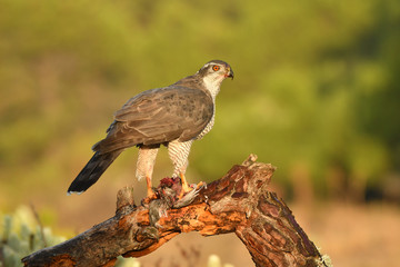 Obraz premium azor en la naturaleza