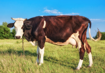 Fototapeta na wymiar Cow grazing on the farm.