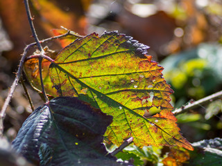 Blatt einer Brombeere