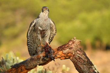 azor en la naturaleza