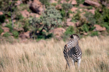 Zebra standing in the high grass.