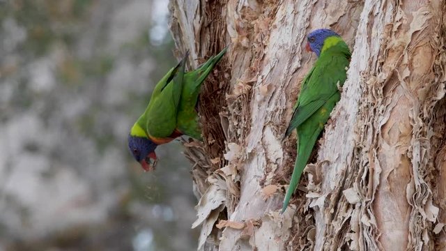 Lorikeets Nesting at Swansea