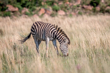 Obraz na płótnie Canvas Zebra standing in the high grass.