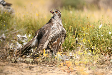azor en la naturaleza